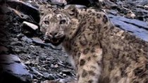 Natural World - Episode 1 - Snow Leopard - Beyond The Myth