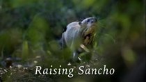 Natural World - Episode 2 - Raising Sancho