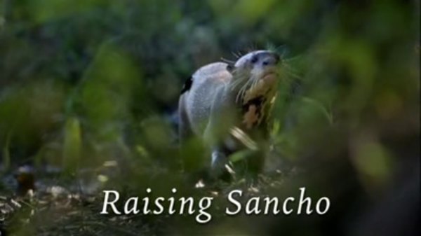 Natural World - S26E02 - Raising Sancho