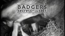 Natural World - Episode 7 - Badgers - Secrets Of The Sett