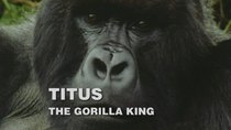Natural World - Episode 1 - Titus: The Gorilla King