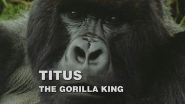 Natural World - S27E01 - Titus: The Gorilla King