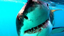 Natural World - Episode 6 - Great White Shark: A Living Legend