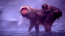 Natural World - Episode 12 - Snow Monkeys