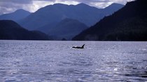 Natural World - Episode 13 - A Killer Whale Called Luna