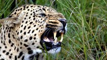 Natural World - Episode 9 - The Secret Leopards