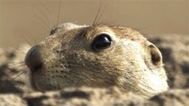 Natural World - Episode 11 - Prairie Dogs - Talk of the Town