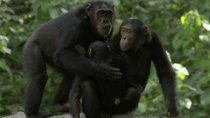 Natural World - Episode 11 - Chimps of the Lost Gorge