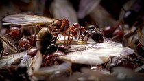 Natural World - Episode 2 - Empire of the Desert Ants