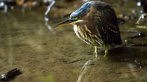 Natural World - Episode 3 - Heligan: Secrets of the Lost Garden