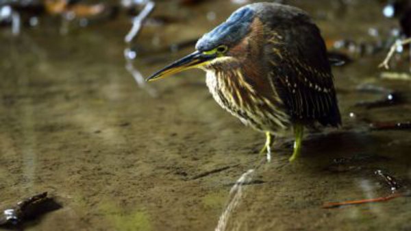 Natural World - S30E03 - Heligan: Secrets of the Lost Garden