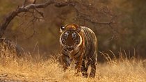 Natural World - Episode 8 - Tiger Dynasty