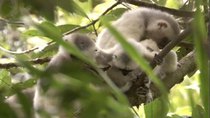 Natural World - Episode 10 - Madagascar: Lemurs and Spies