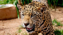 Natural World - Episode 6 - Jaguars - Born Free