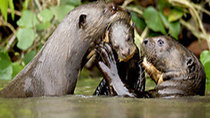 Natural World - Episode 9 - Giant Otters of the Amazon