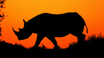 Natural World - Episode 10 - Flight of the Rhino