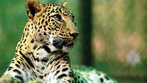 Natural World - Episode 1 - Leopards: 21st Century Cats