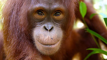 Natural World - Episode 6 - Orangutans: The Great Ape Escape