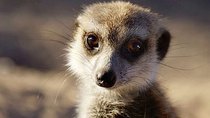 Natural World - Episode 7 - Meerkats: Secrets of an Animal Superstar