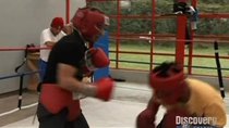 Fight Quest - Episode 4 - Mexico (Boxing)