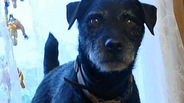 It S Me Or The Dog Season 2 Episode 6