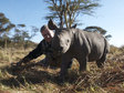 The Rhino Who Joined the Family