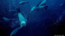 Oceans - Episode 2 - Southern Ocean