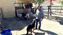 Cesar 911/ Cesar To The Rescue - Episode 3 - The Goat Slayer