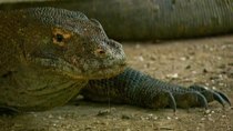 Last Chance to See - Episode 4 - Komodo Dragon