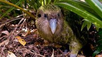 Last Chance to See - Episode 5 - Kakapo