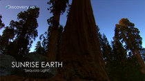 Sunrise Earth - Episode 12 - Sequoia Light