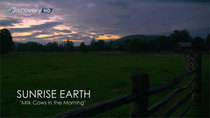 Sunrise Earth - Episode 19 - Milk Cows in the Morning