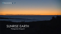 Sunrise Earth - Episode 50 - Patagonian Penguins