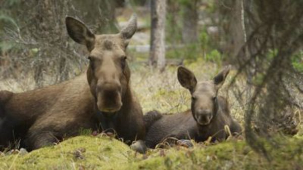 Natural World - S35E02 - Meet the Moose Family