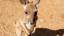 Natural World - Episode 3 - Kangaroo Dundee and Other Animals (1)
