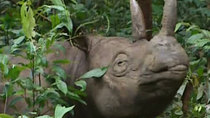 Animal Planet Documentaries - Episode 6 - The Last Rhino
