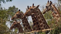 Natural World - Episode 6 - Giraffes: Africa's Gentle Giants