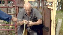 The Incredible Dr Pol - Episode 3 - Flip 'N Stitch