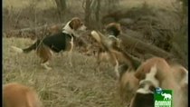 Breed All About It - Episode 3 - Greater Swiss Mountain Dogs