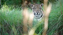 Natural World - Episode 8 - Jaguars: Brazil's Super Cats