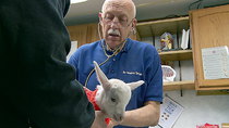 The Incredible Dr Pol - Episode 5 - Mow, Mow, Mow Your Goat