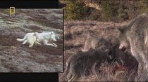 Prehistoric Predators - Episode 1 - Killer Wolf: Dire Wolf