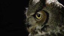 The Nature of Things - Episode 9 - The Secret Life of Owls