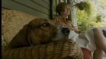Dogs 101 - Episode 2 - Rottweiler, Boston Terrier, Basset Hound, Shar-Pei, St. Bernard