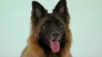 Dogs 101 - Episode 3 - Jack Russell, Golden Retriever, Pembroke Corgi, Vizsla, German...