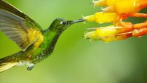 Nature - Episode 1 - Super Hummingbirds