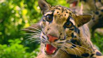 Nature - Episode 5 - The Story of Cats: Into the Americas