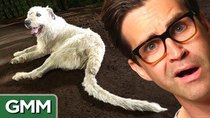 Good Mythical Morning - Episode 8 - World's Longest Dog Tail
