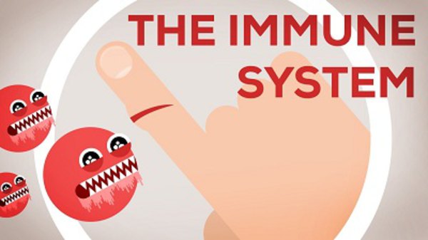 Kurzgesagt – In a Nutshell - S2014E09 - The Immune System Explained I — Bacteria Infection