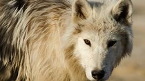 The Nature of Things - Episode 16 - White Wolves: Ghosts of the Arctic